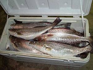 Fish on ice in a cooler.