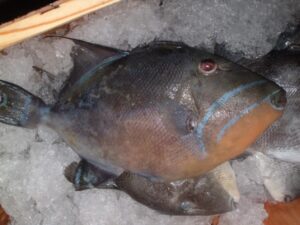 Large fish on ice